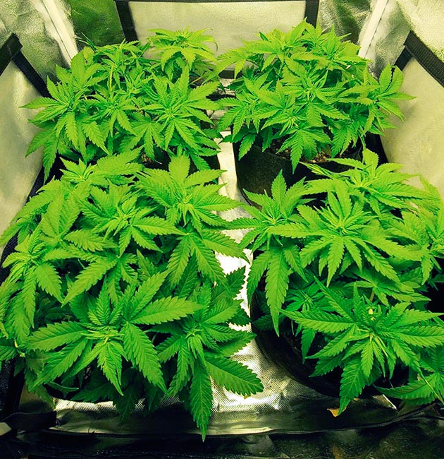 Предцвет конопли