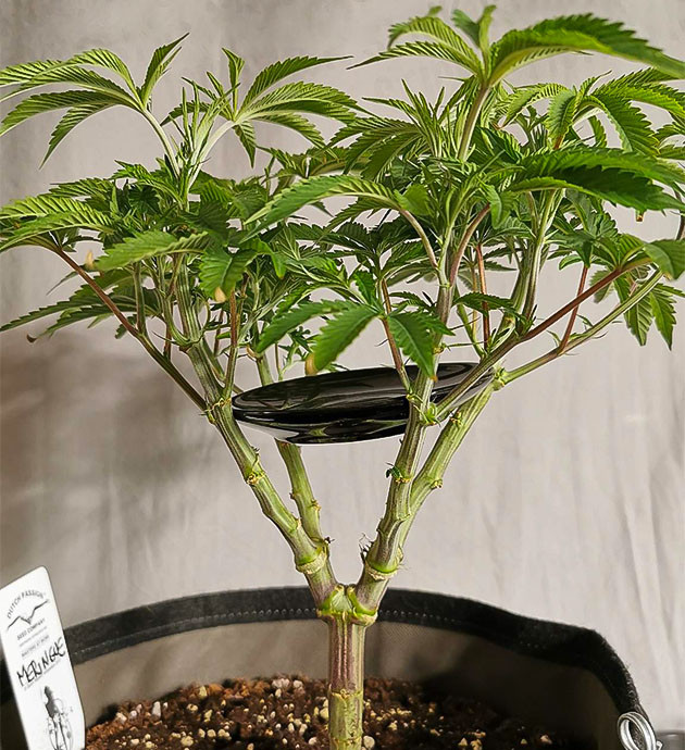 Установка блюдца для формирования кроны Блюдце внутри кроны