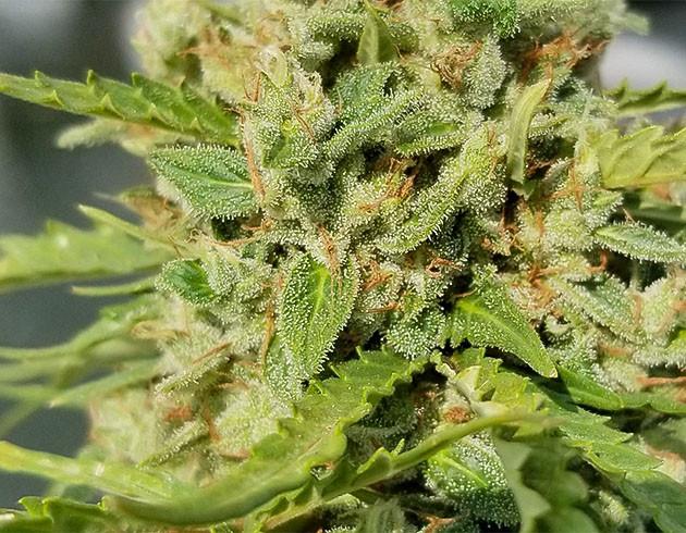 Харвест и сушка соцветий конопли Соцветие перед харвестом