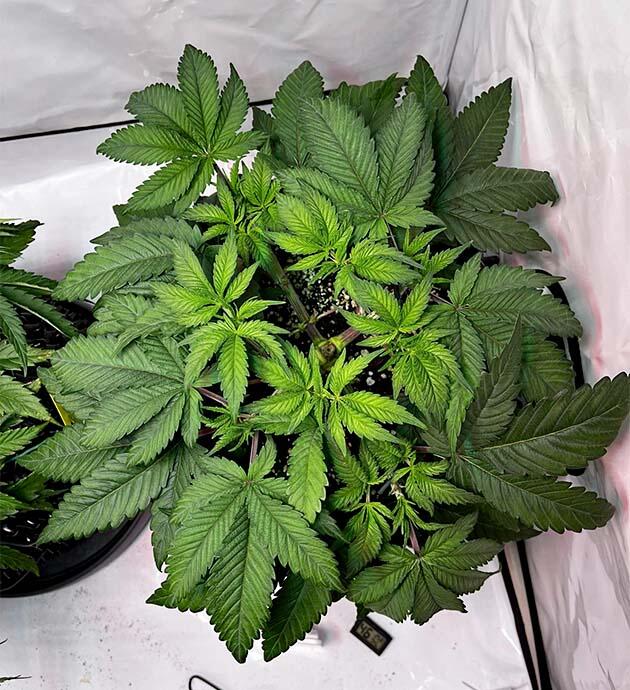 Конопля после топпинга с активным боковым развитием