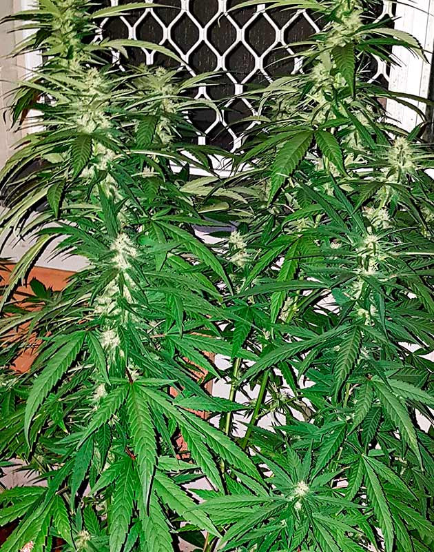 Цветение сорта Pineapple Chunk Pineapple Chunk на цветении