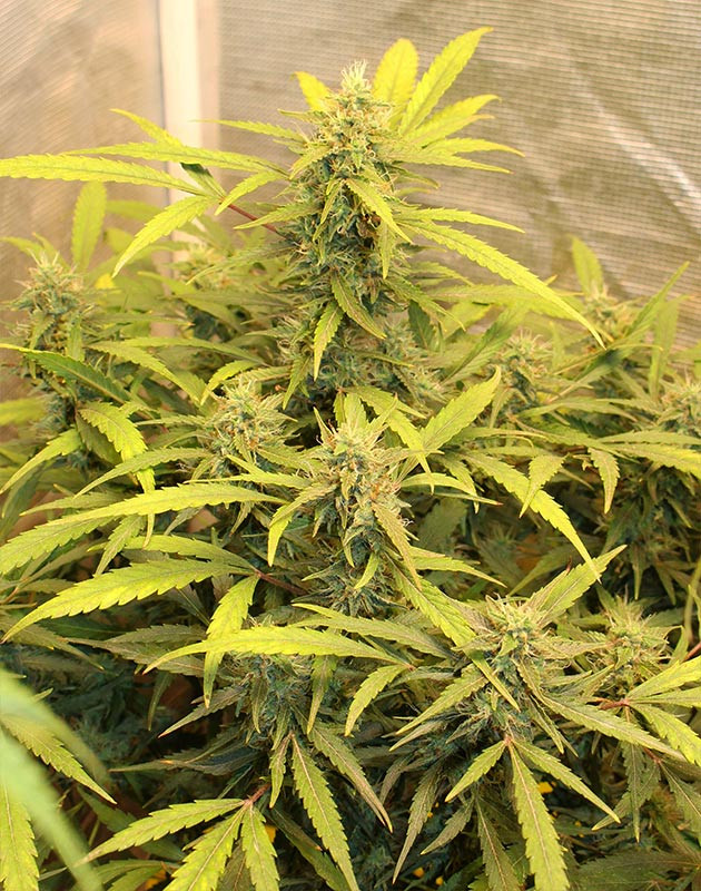 Цветение на 9 неделе роста Крупные бутоны на колах растения конопли