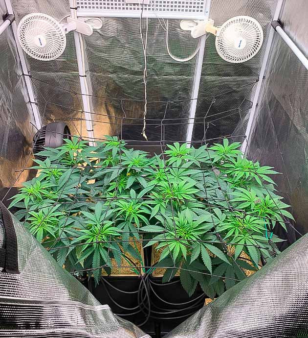 Установка сетки ScrOG Куст Gorilla Glue #4 на 9 неделе выращивания