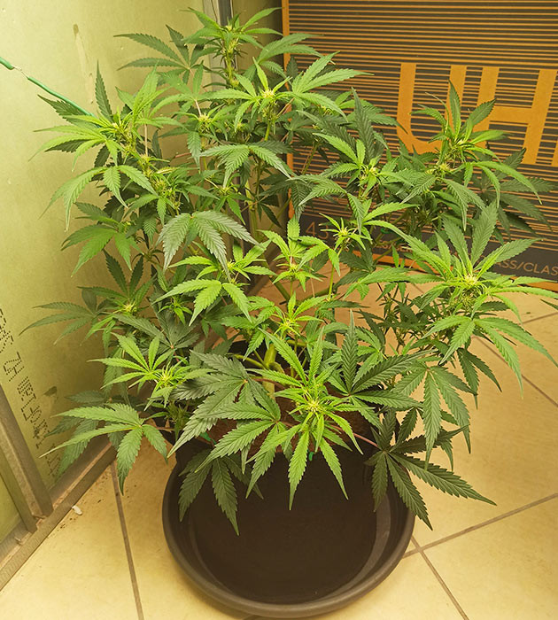 Формирование соцветий конопли