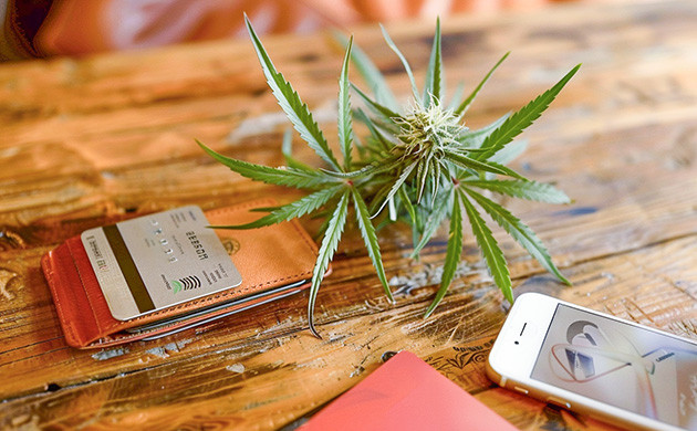 Скидки и бонусные семена: Grover - Z лучший выбор для гроверов Кэшбэк, скидки и бонусные семена на GroverZ