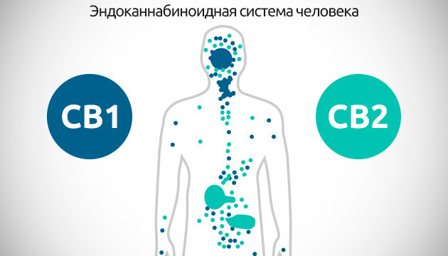 Влияние единичного использования конопли Эндоканнабиноидная система человека