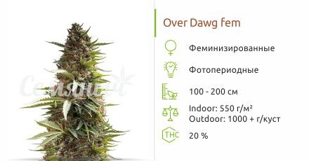 Over Dawg fem (Medical Seeds)