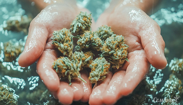 Что делать с мокрыми шишками? Как спасти влажный каннабис?