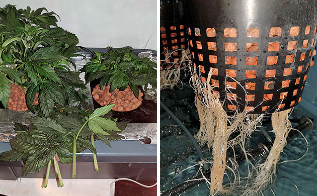 Развитие корней на 3 неделе выращивания 3я неделя Tutankhamon от Pyramid Seeds