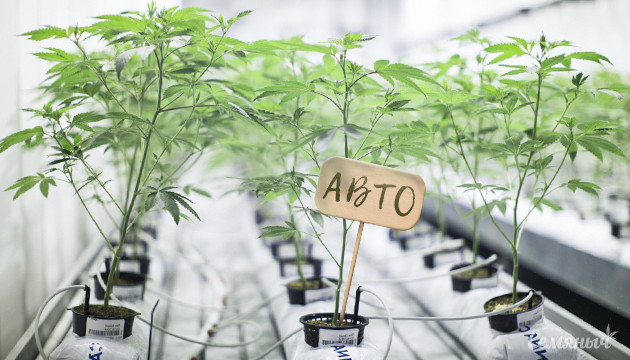 Выращивание автоцветов на гидропонике Автоцветы на гидропонике