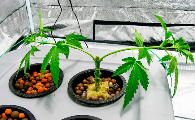 Преимущества топпинга по сравнению с фиммингом Преимущества топпинга перед фиммингом