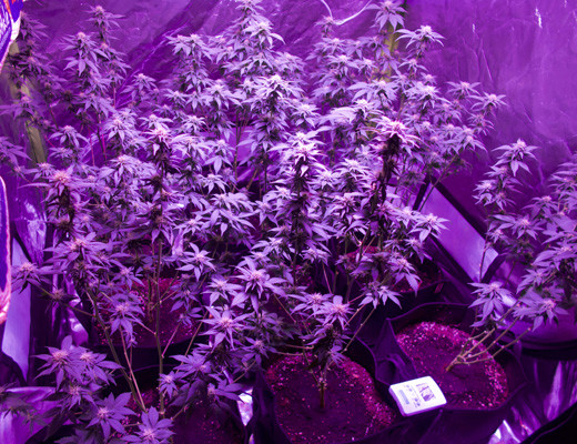 6 неделя выращивания сорта White Widow 9 кустов White Widow в гроутенте