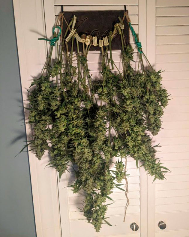 Общие впечатления о грове Keepers OG Autoflower Сбор урожая конопли