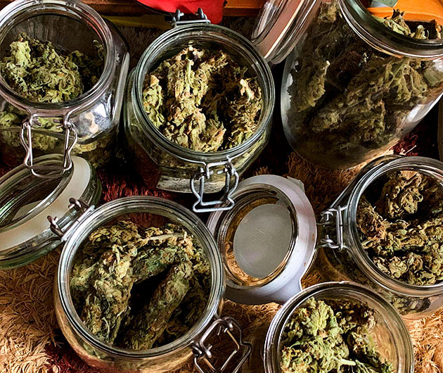 Урожай марихуаны в стеклянных банках