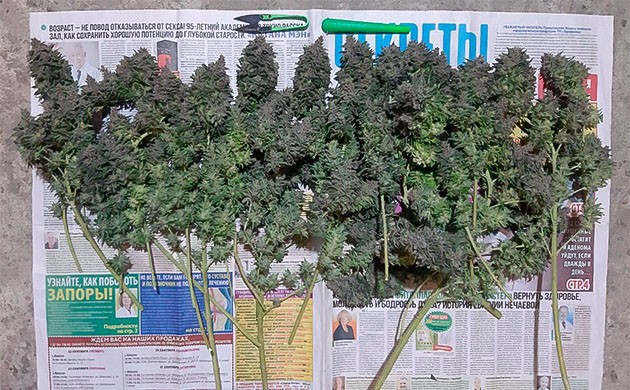 Подготовка шишек Glue Sherbet