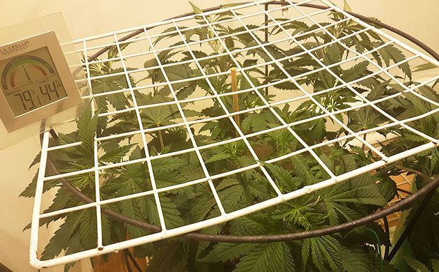 Установка сетки ScrOG Сетка ScrOG над кустом