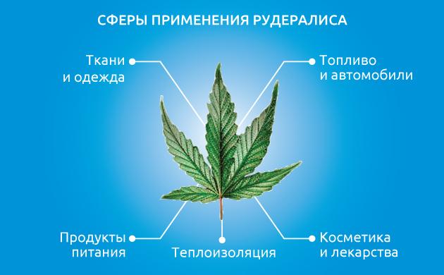 Рудералис и его польза для человека