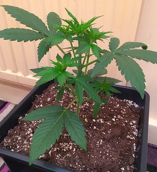 Подготовка куста Strawberry Amnesia к цветению