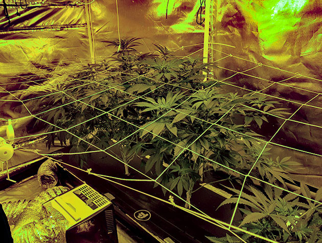 выращивание сорта конопли Shiskaberry Выращивание Shiskaberry