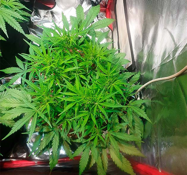 Начало цветения конопли Zkittlez Auto