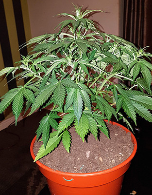 Куст марихуаны Crime Caramel Auto ростом 48 см