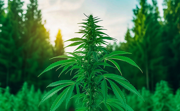 Факторы роста и развития конопли Условия для бурного цветения каннабиса