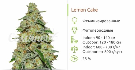 Сорт конопли Lemon Cake Lemon Cake fem от Heavyweight Seeds