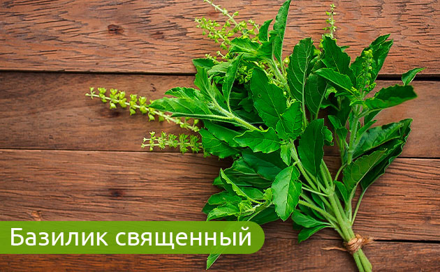 Базилик: пикантная добавка в кулинарии Базилик: душистый и священный