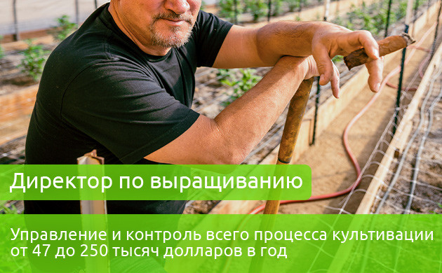Директор по выращиванию Зарплата директора по выращиванию 47-250 тыс. долларов