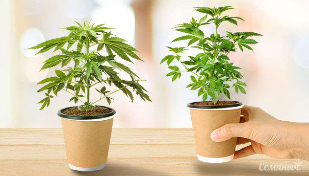 Cорта конопли для одновременного выращивания Какие сорта можно выращивать одновременно