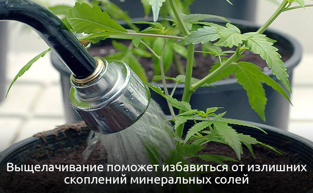 Устранение недостатка молибдена у каннабиса Как устранить дефицит молибдена у конопли