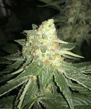 Соцветие LSD на 15 неделе развития