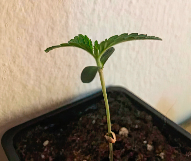 Росток сорта Poddy Mouth