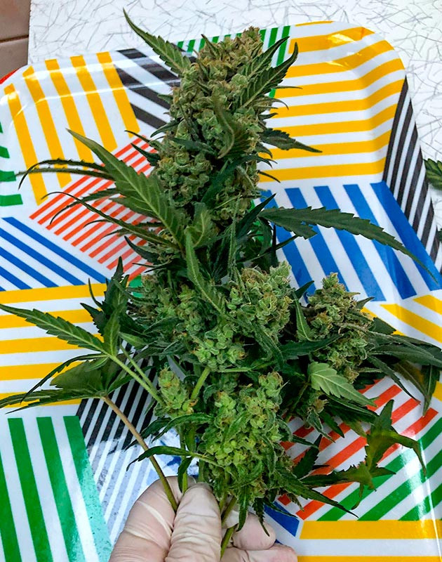 Созревшая шишка конопли