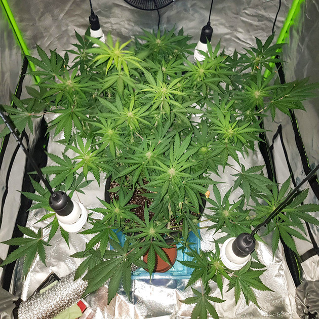 Конопля вытянулась Цветение конопли