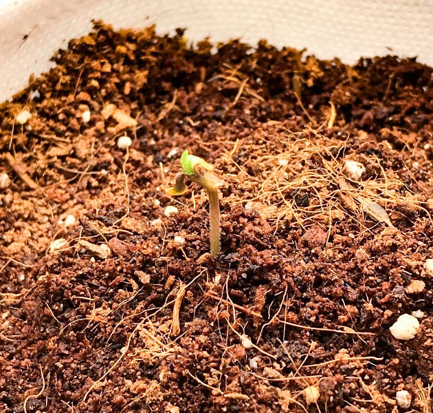 Выращивание сорта марихуаны LSD Выращивание конопли LSD