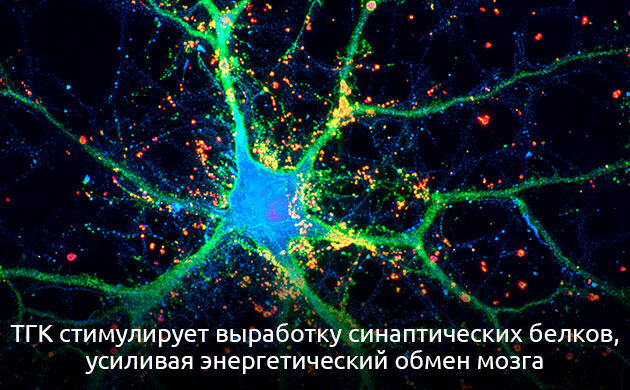 Каннабиноиды и регуляция клеточного метаболизма при старении Двойной эффект ТГК