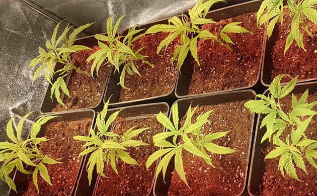 Вторая неделя вегетации Клоны ростом 15 см