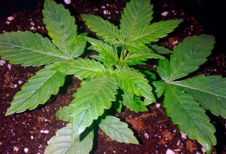 Начало стадии вегетации на второй неделе выращивания Марихуана Scout Cookies auto на стадии вегетации