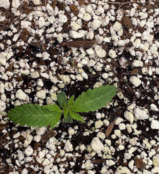 Росток сорта Apricot Auto