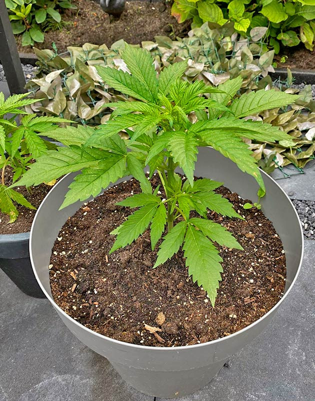 Кусты Guava Auto от FastBuds на стадии вегетации