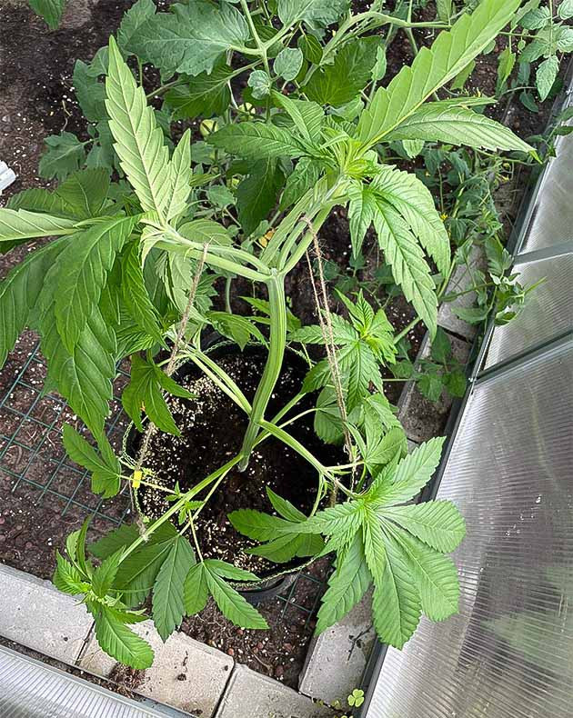 куст Chemical Bride на вегетации