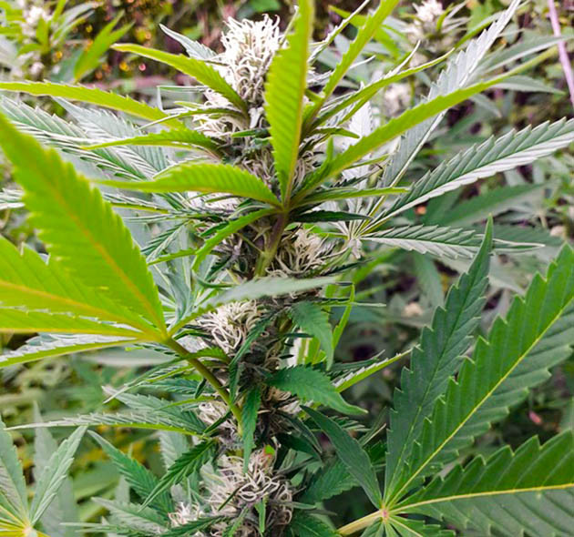 Бутон Golosa на 20 неделе выращивания Соцветие конопли с белыми стигмами