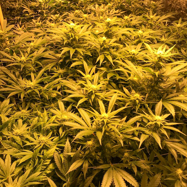 Цветущие кусты на 8 неделе