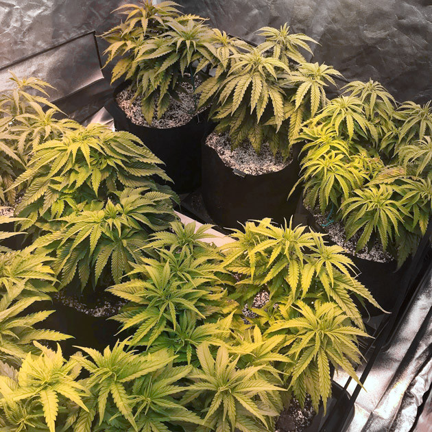 Появление коричневых пятен Конопля ростом 45 см