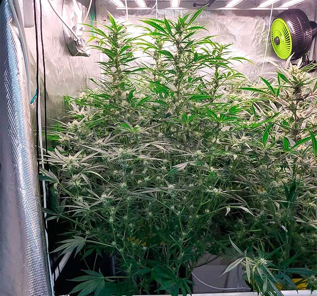 Как я снизил тепловой стресс для Amnesia Zkittlez Auto Борьба с жарой Amnesia Zkittlez Auto