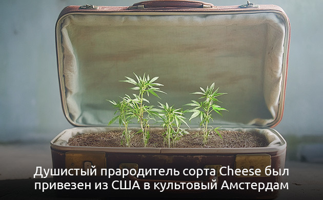История и популярность Cheese конопли Происхождение сорта марихуаны Cheese