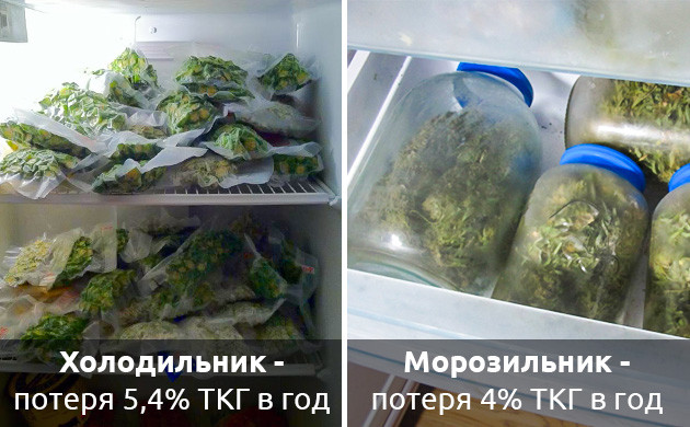 Способы хранения урожая Потери ТГК при хранении в холодильнике и морозилке