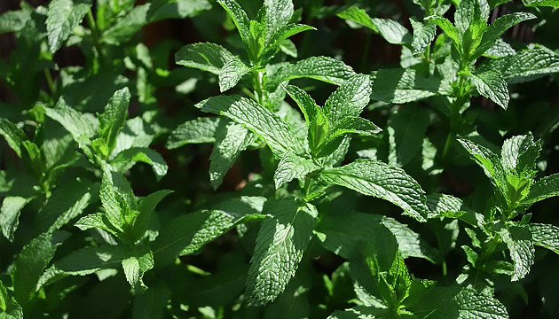 Мята и муравьи Мята отпугнет муравьев