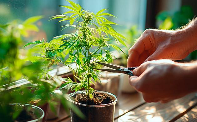 Простой уход за марихуаной Простота в выращивании